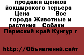 продажа щенков йокширского терьера › Цена ­ 25 000 - Все города Животные и растения » Собаки   . Пермский край,Кунгур г.